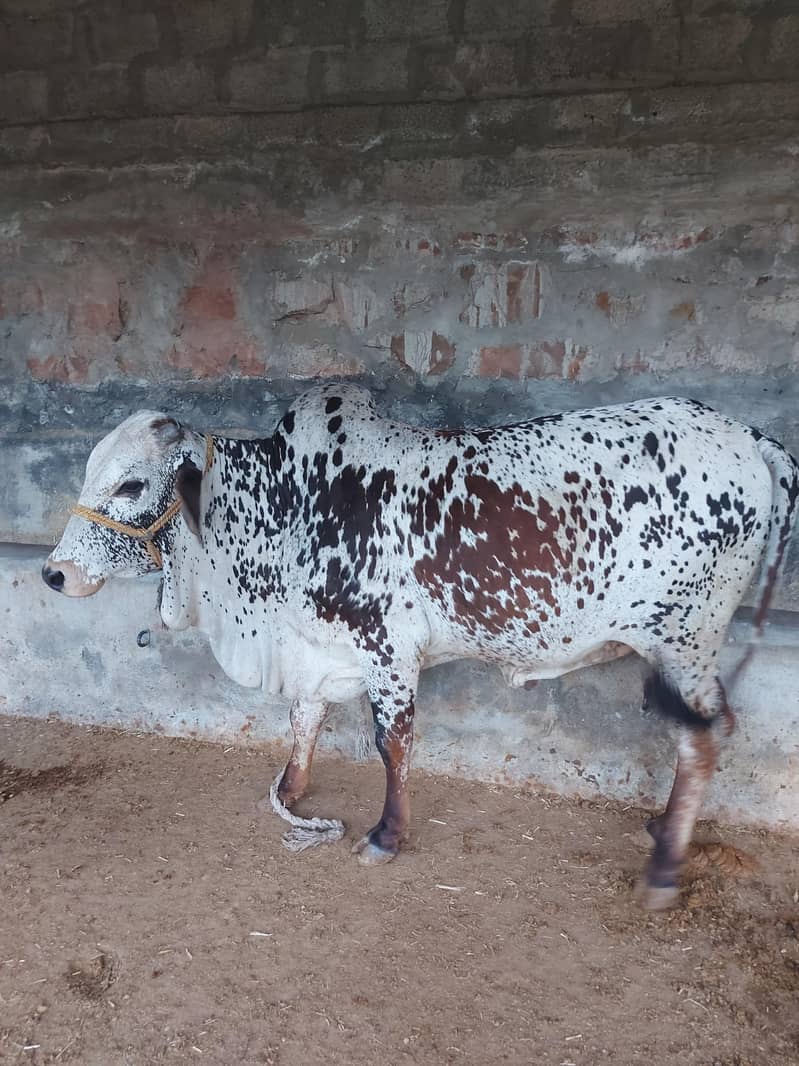 ویڑہ گھر پہ تیار شدہ 0