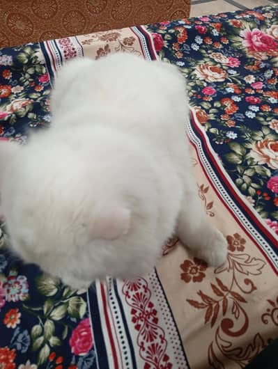 Persian kitten available for sale