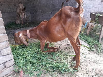 ak bakra or ak pregnant bakri for sale