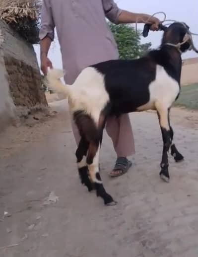 Qurbani Bakra For sale