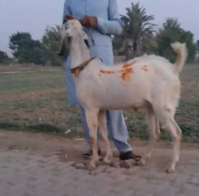 Qurbani Bakra For sale