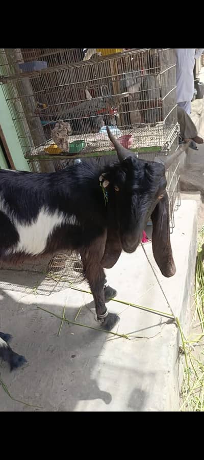 2 Dant Khassi Bakra* For sale Location kotri city