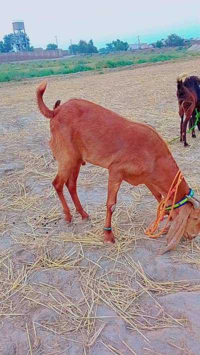 For Sale Qurbani k. liye