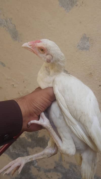 pure white aseel