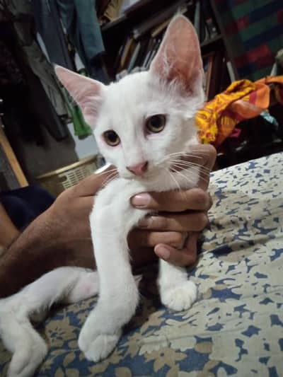 Russian white male kitten  . Two months. They are trained using litter.