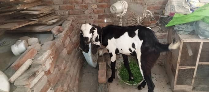 pure desi bakry for sale