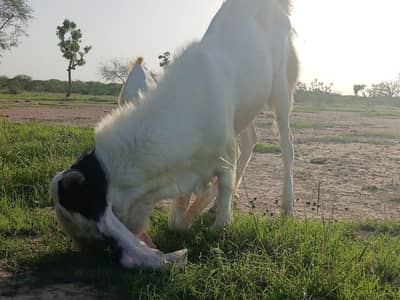 Pure gulabo