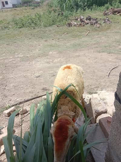 Dumba For Sale 03060743188 03005485944