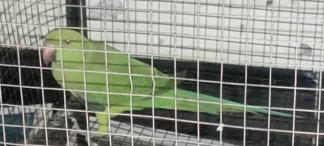 simple green female parrot (only parrot)