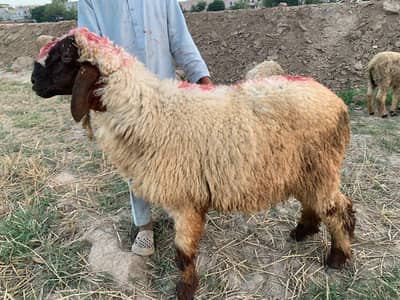 chatry for sale