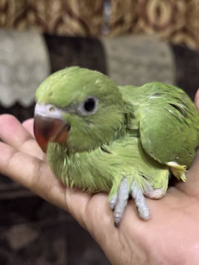 Chicks for sale | fully active , on handfeed