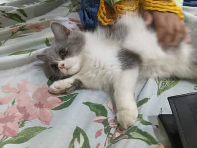 100/% pure persian cat