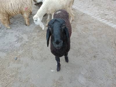 Male sheep for Qurbani