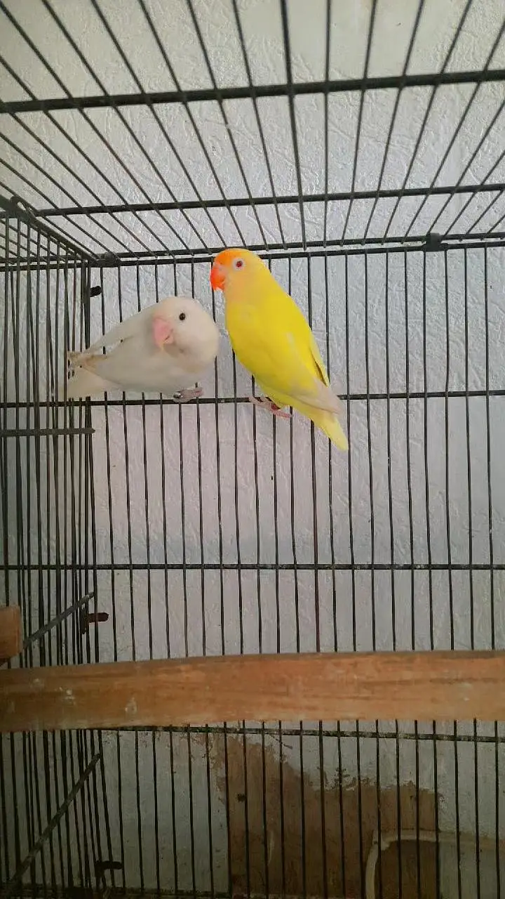 Raw Full Self Chicks Age 4 Months Islamabad — photo 2