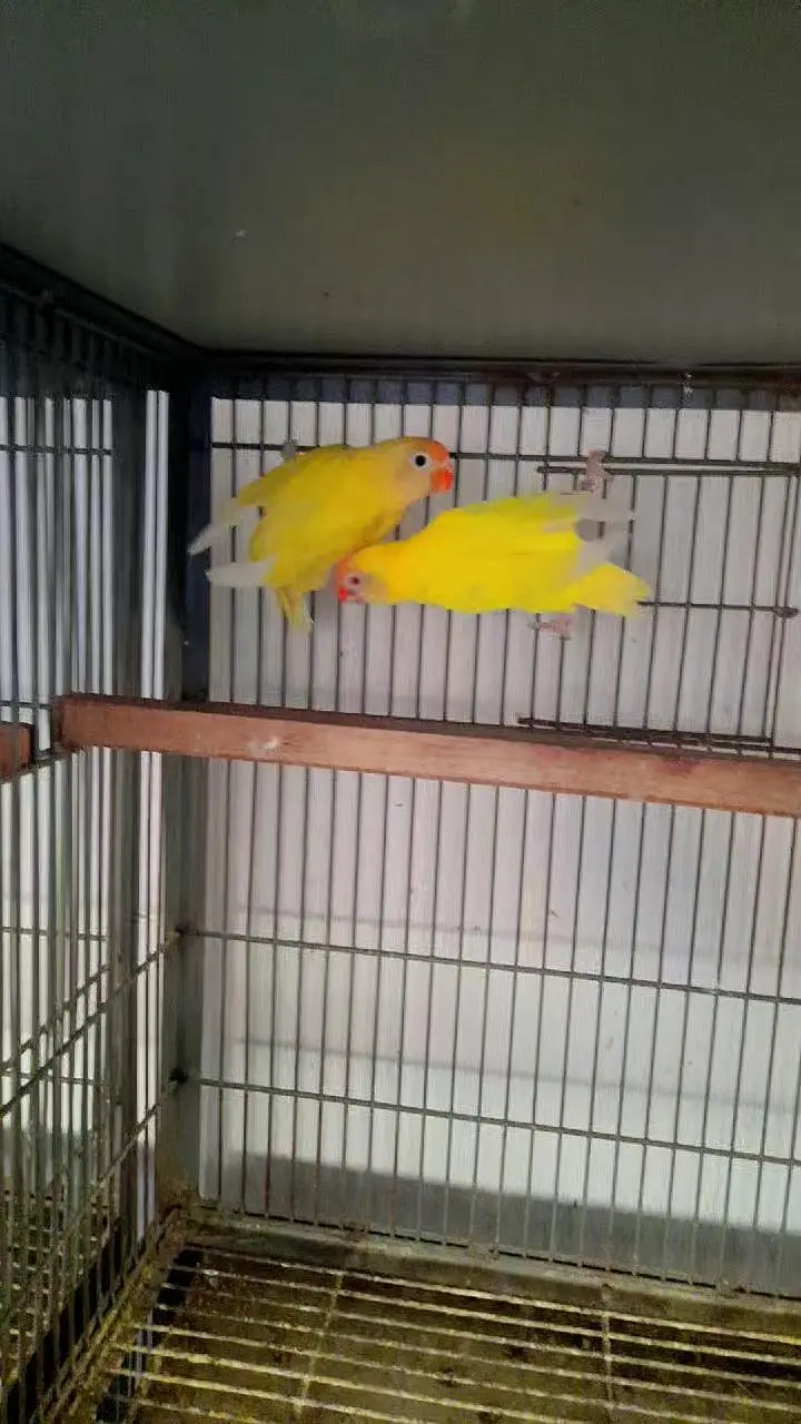 Raw Full Self Chicks Age 4 Months Islamabad — photo 3
