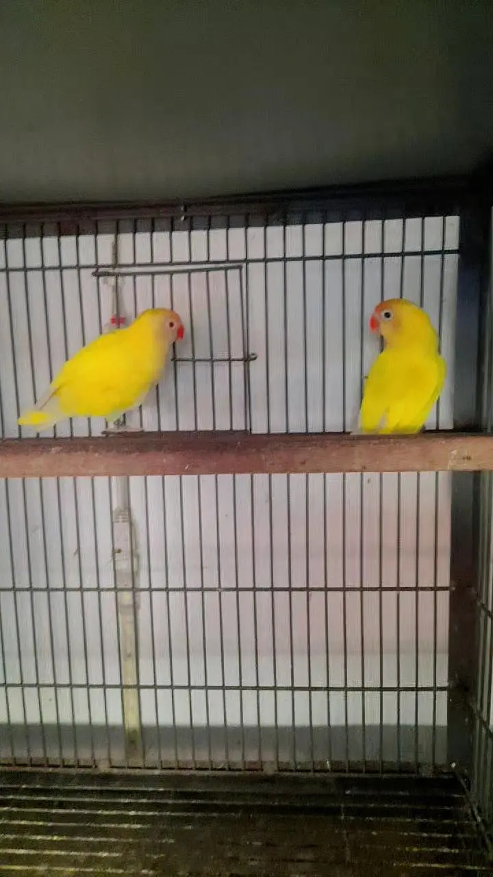 Raw Full Self Chicks Age 4 Months Islamabad — photo 4