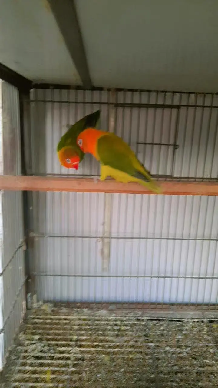 Raw Full Self Chicks Age 4 Months Islamabad — photo 5
