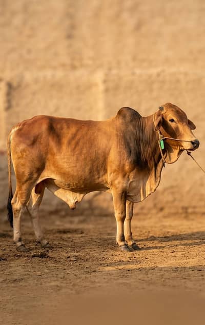 MashaAllah! Pure Organically Pala Hua Desi Donda Bull