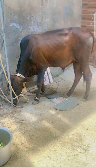 male 2 dant for sale
