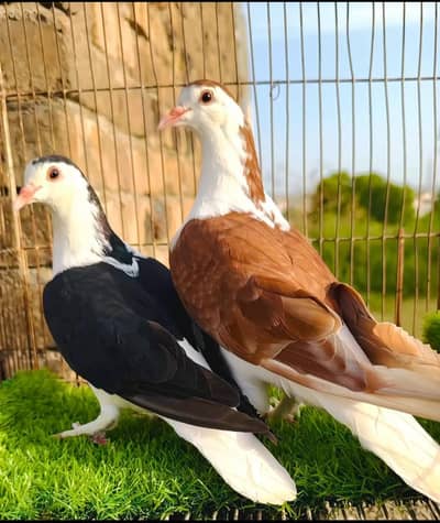 خوبصورت شیرانی جوڑا پاؤں پر بال بھی ہیں