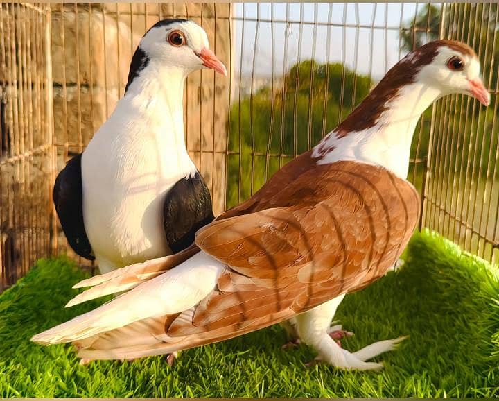 خوبصورت شیرانی جوڑا پاؤں پر بال بھی ہیں 1