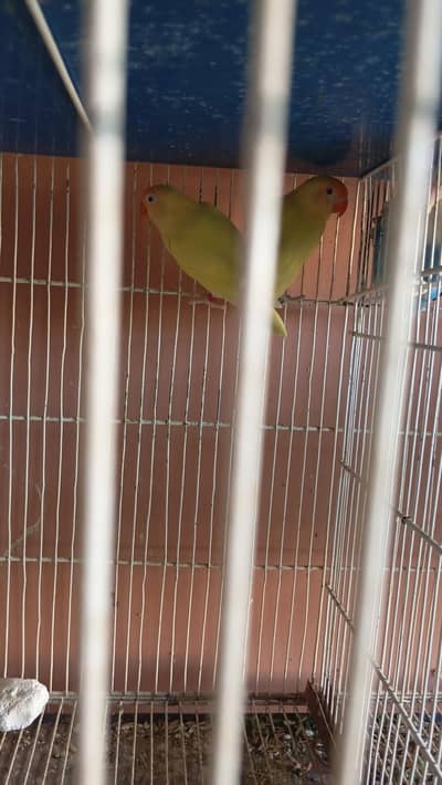 mix birds