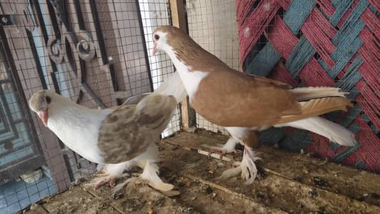 pegions for sale