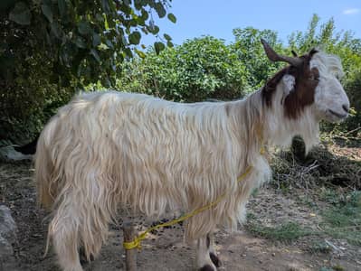 qurbani Bakra