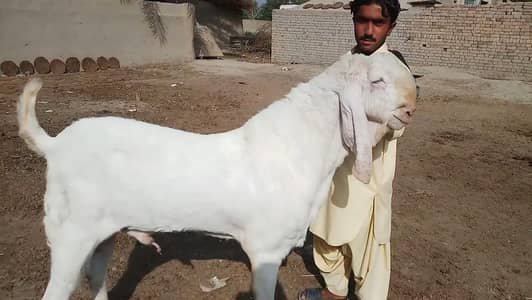 Rajanpuri Bakra Qurbani ke liye for sale,,03102729869