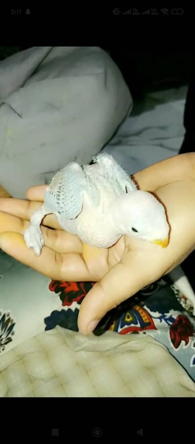 ringneck chicks