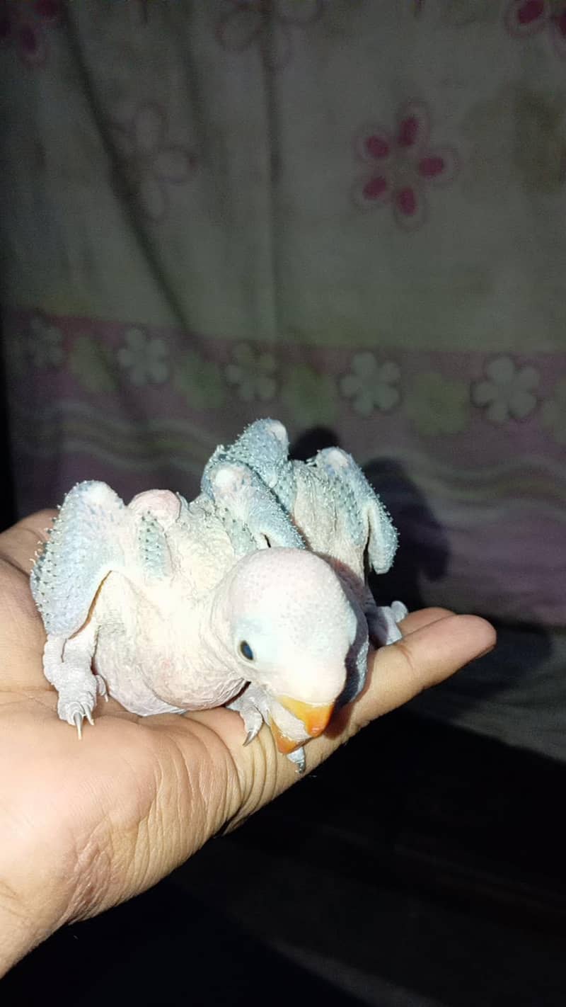 ringneck chicks 1