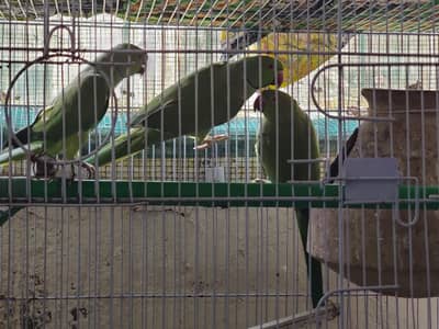 Fisher parrots for sale along with cage