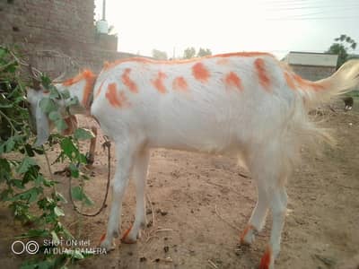 makhi cheni | Ranpuri Goat | Desi Goat | Qurbani 2026 |6 dant |