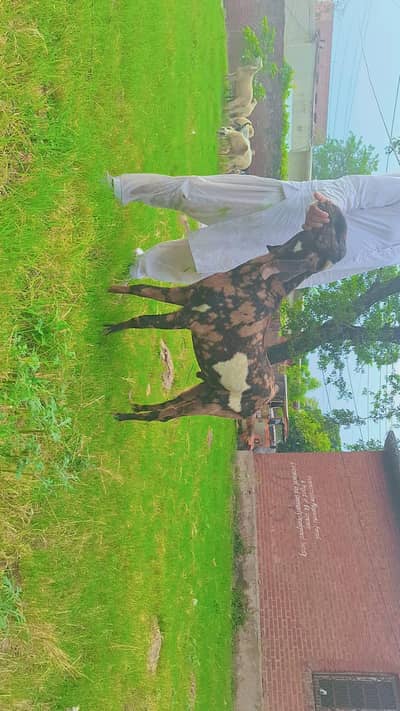 Goat/Bakray/ Sheep for sale