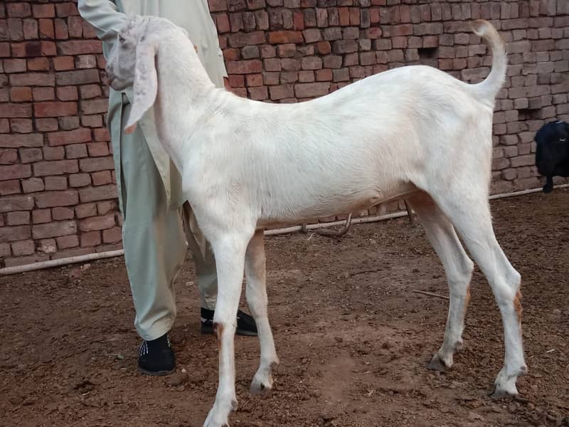 Bakra 1