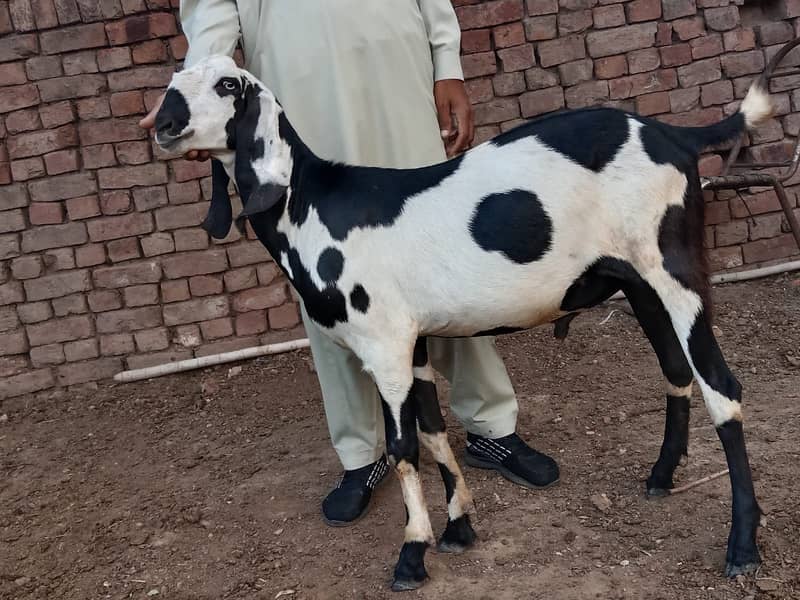 Bakra 2