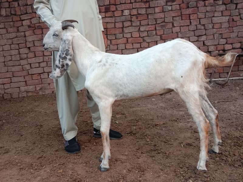 Bakra 3
