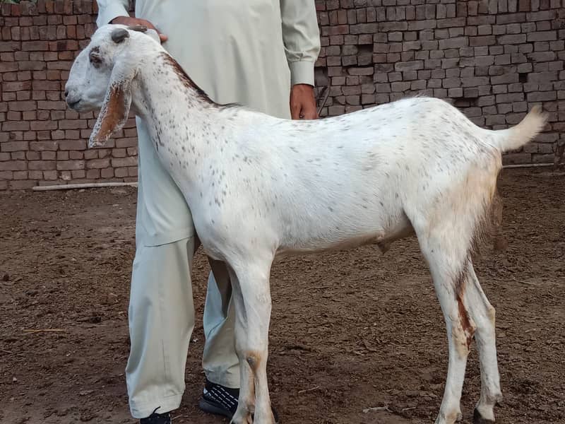 Bakra 4