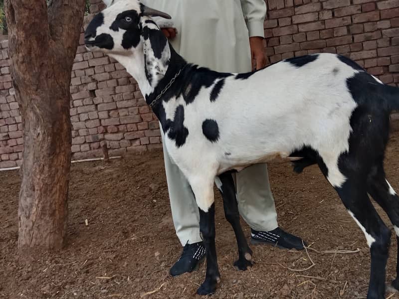Bakra 5