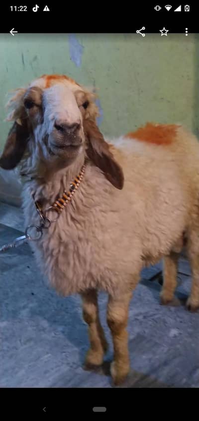 dasi chatra qurbani vala 2dant