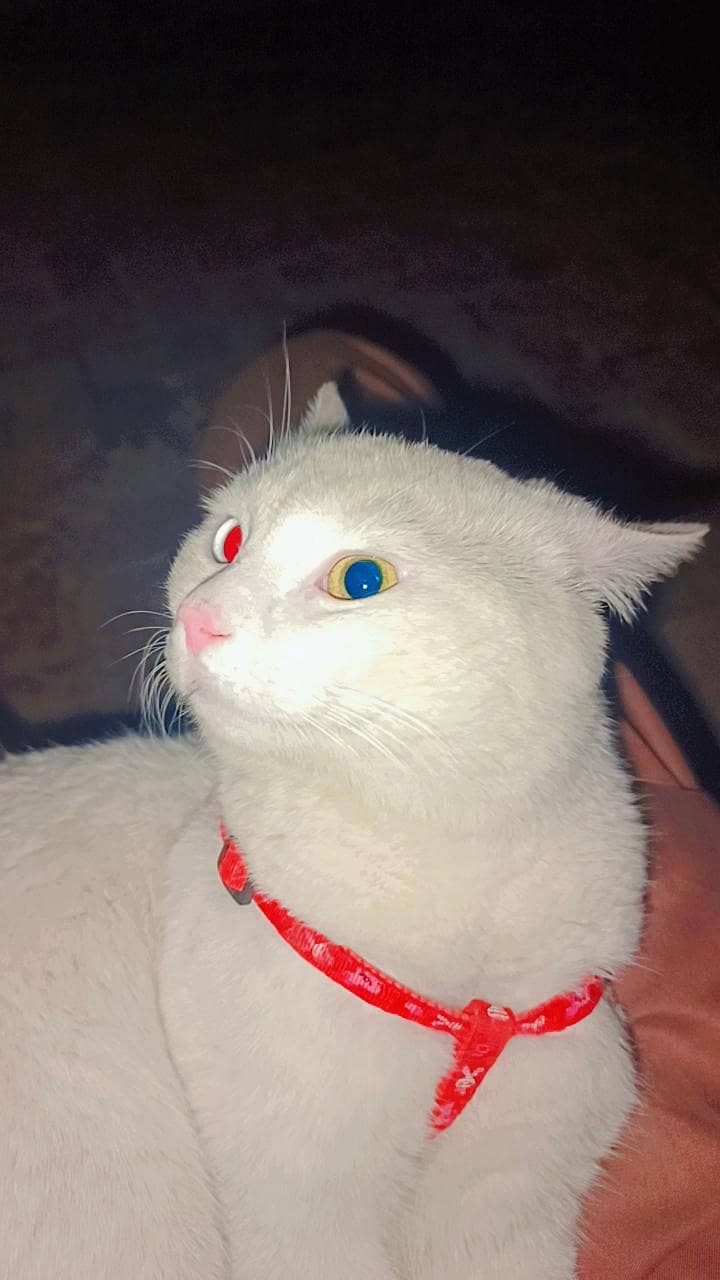 My cat 0
