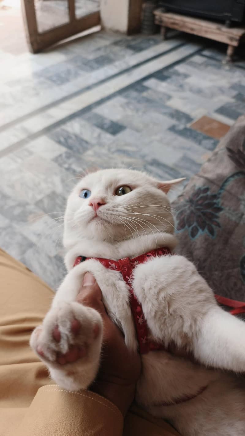 My cat 1