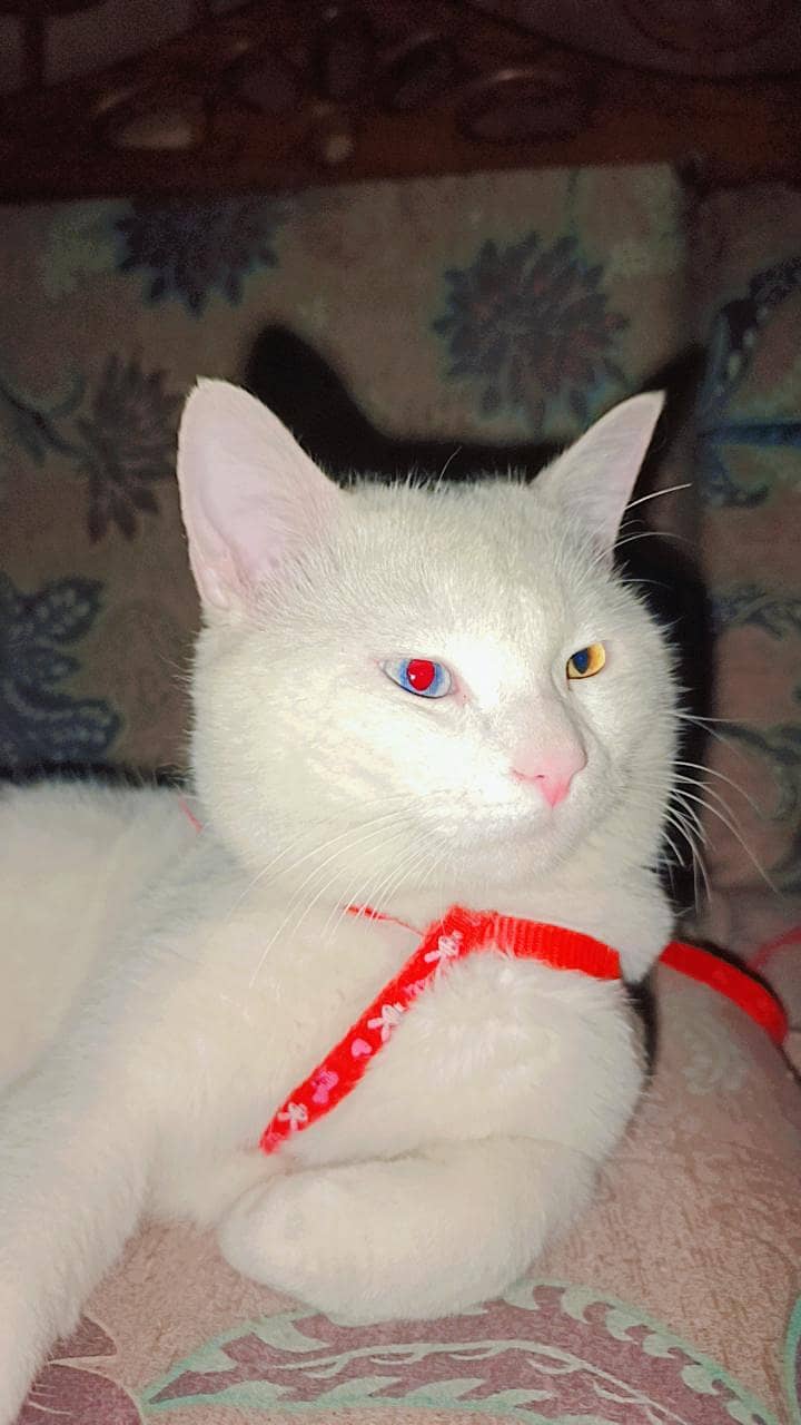 My cat 2