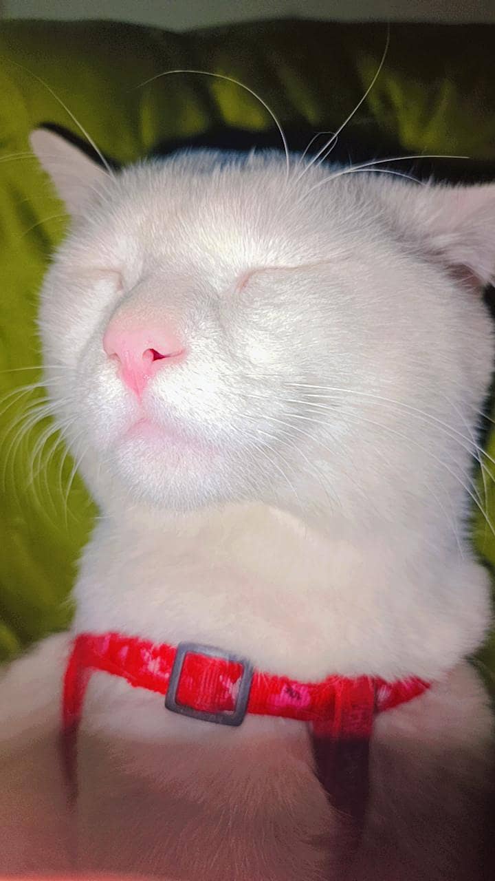 My cat 3