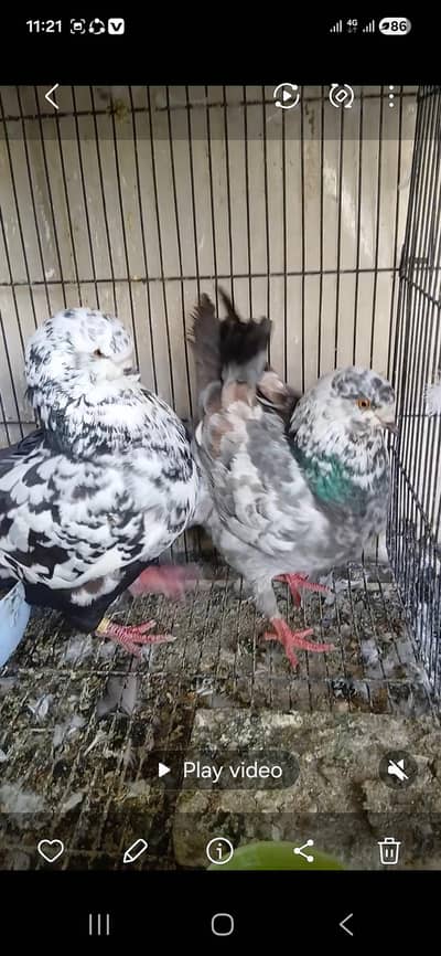 3  breeder modine pairs avalible