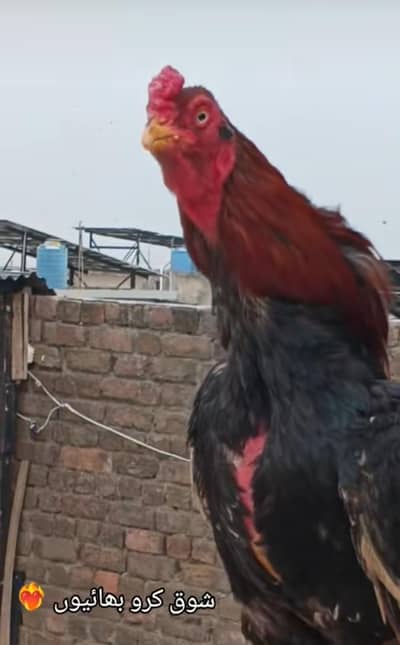 ASEEL AMROHA CHICKS