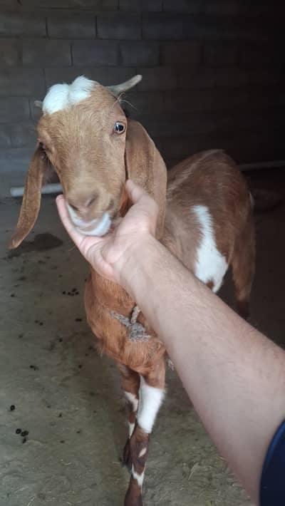 Goat for sale EID UL AZHA