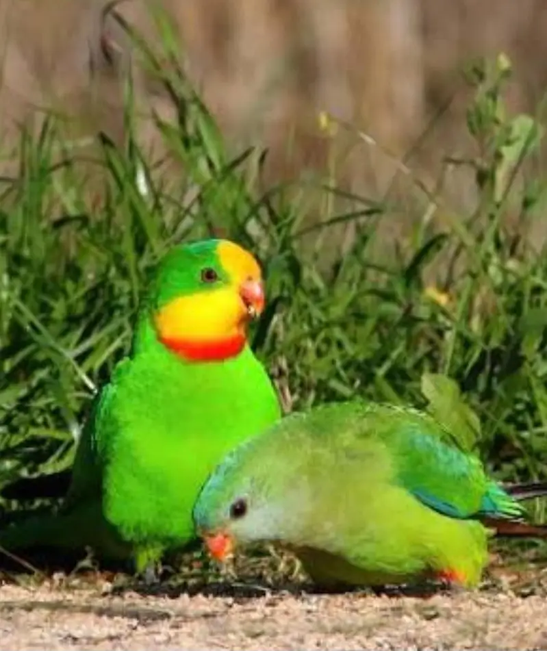 Superb Parrot(Barraband parrot)