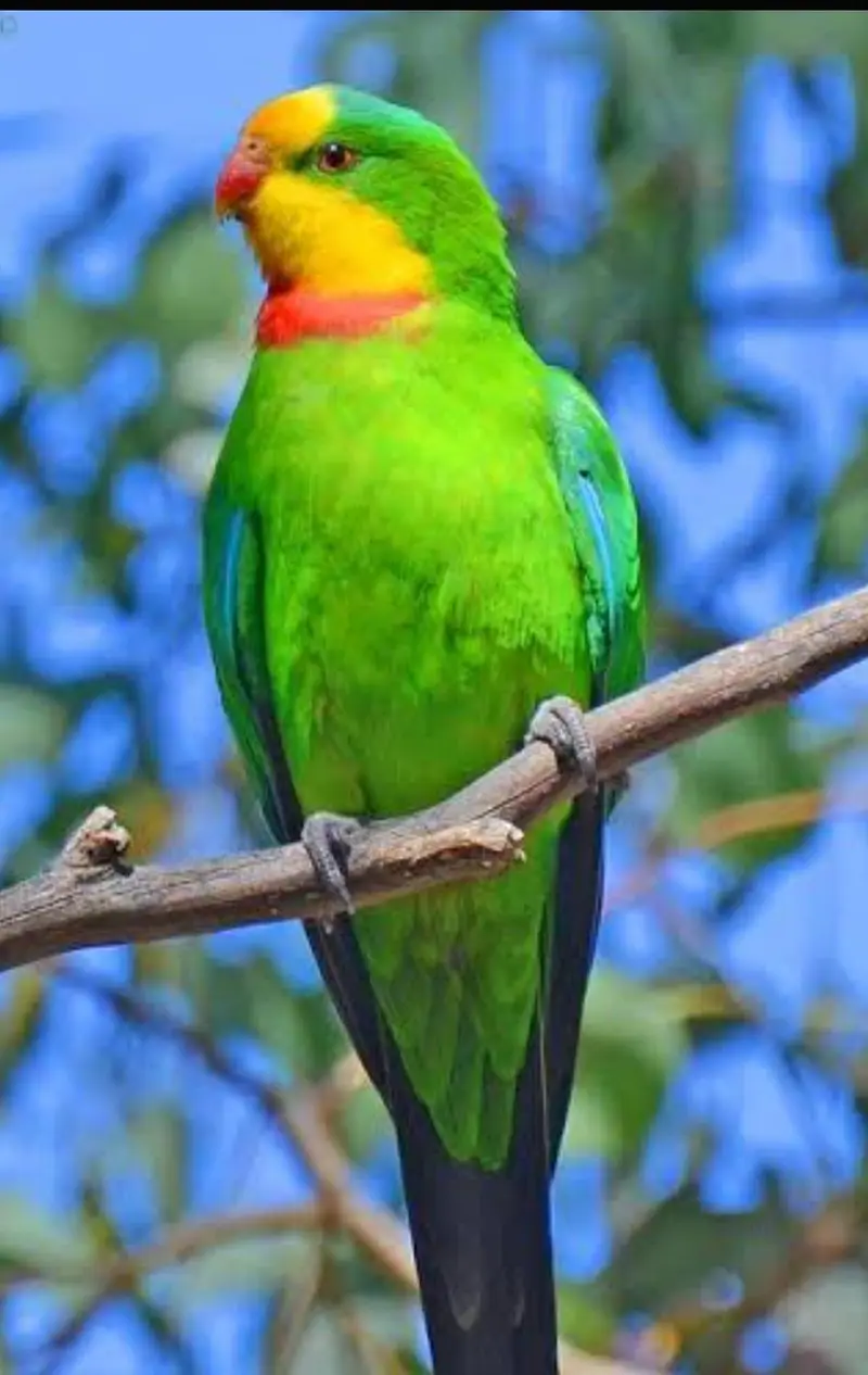 Superb Parrot(Barraband parrot) — photo 2