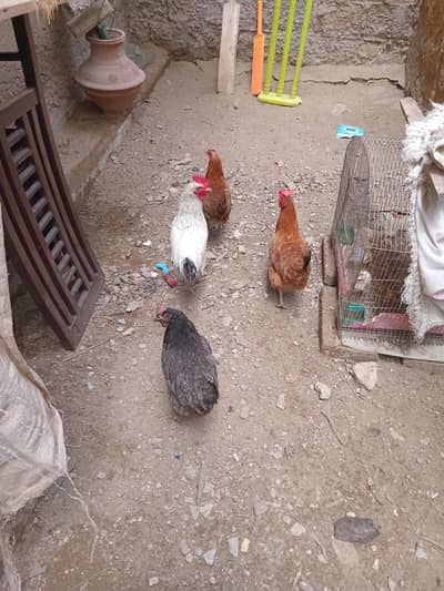 3 Hens & 01 Cook
